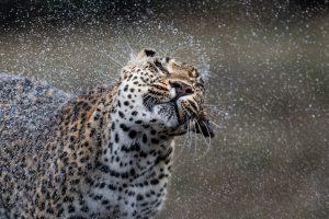 Portrait dans le cadre du concours Africa's Photographer of the Year d'un léopard secouant sa tête après s'être baigné.