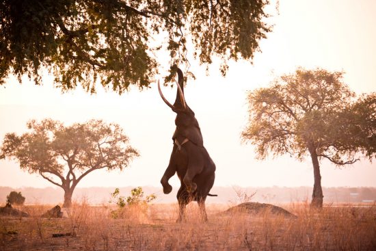 Portrait dans le cadre du concours Africa's Photographer of the Year d'un éléphant cueillant des fruits dans un arbre.