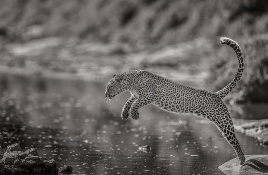 Ein Leopard springt übers Wasser