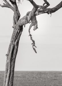 Ein Leopard auf einem Baum krallt sich an seiner Beute fest
