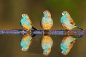 Oiseaux coloréset reflexion en mirroir pour le concours APOTY