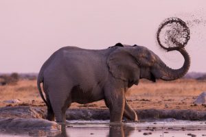Un éléphant jouant avec sa trompe et la boue dans le Delta de l'Okavango