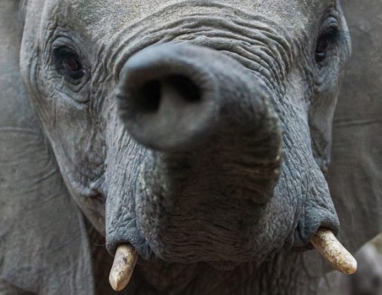 Elefant hält Rüssel direkt in die Kamera - lustige Tierbilder