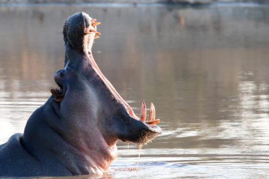 Ein Flusspferd im Wasser reißt sein Maul auf