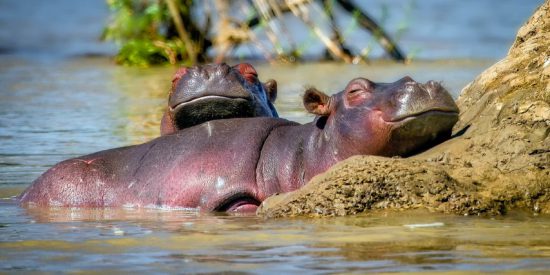 Zwei Flusspferde machen am Flussufer ein Nickerchen im Wasser
