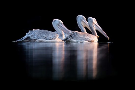 Drei Pelikane gleiten im Dunkeln übers Wasser