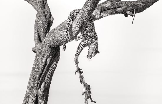 Leopard mit Beute im Baum