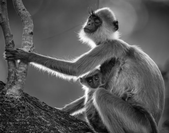 Mère singe et son petit, portrait en noir et blanc par le gagant de la catégorie APOTY
