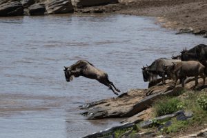 Un gnou sautant dans la rivière Mara lors de la Grande Migration