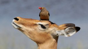 Piqueboeuf, petit oiseau parasite de la savaned'Afrique, sur la tête d'une antilope.