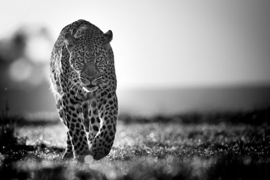 Leopard in schwarz-weiß streift durchs Flachland