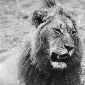 Löwen-Männchen in schwarz-weiß 