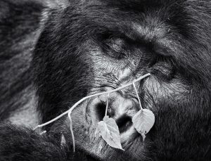 Gorilla in schwarz-weiß schläft 