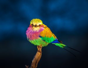 Adorable rollier à long brins au plumage multicolore perché sur une branche