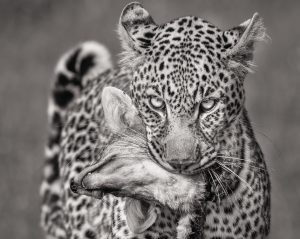 Leopard in schwarz-weiß mit frischer Beute im Maul