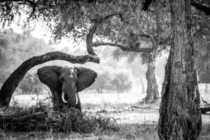 Elefant in schwarz-weiß durchstreift den Wald