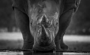 Nashorn in schwarz-weiß trinkt an einem Wasserloch