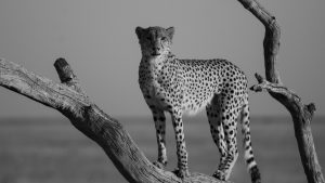 Leopard in schwarz-weiß späht auf einem Ast sitzend in die Umgebung