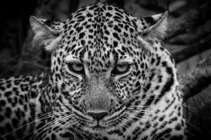 Leopard Porträt in schwarz-weiß