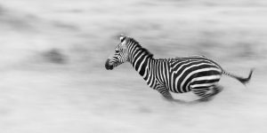 Schwarz-weiß Aufnahme eines Zebras, das durchs Flachland rast