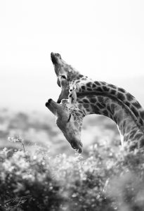 zwei Giraffen in schwarz weiß