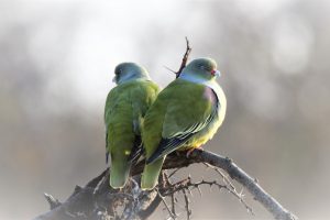 Deux pigeons verts d'Afrique au joli plumage, perchés sur une branche