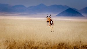 Antilope in unentdeckter Savanne