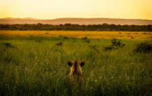 Löwe späht in unentdeckte Weiten der Savanne aus
