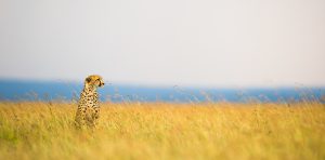 Leopard sitzt in der Savanne