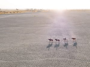 Déserts d'Afrique : désert de sel au Botswana