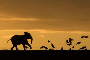 Elephant läuft im Sonnenuntergang Vögeln hinterher