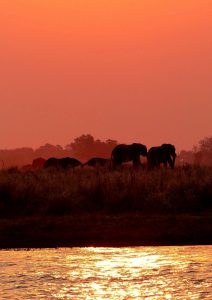 Chobe Fluss mit Elefanten im Sonnenntergang