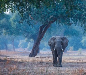 Elefant spaziert durch den Busch