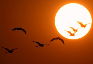 Vögel fleigen im Sonnenuntergang
