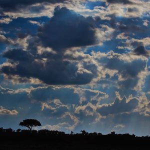 dunkelblauer Himmel in der Maasai ara