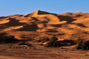 Déserts d'Afrique : le désert marocain