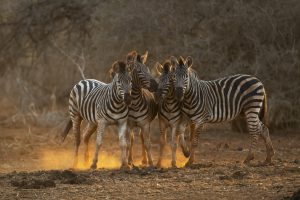 Vier Zebras in der Savanne