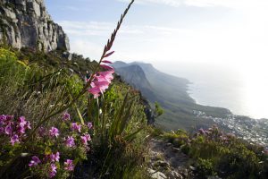 Tafelberg Blumen