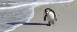 Pinguine in Kapsatdt am Boulders Beach