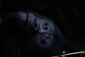 Parmi les merveilles cachées de l'Afrique : les gorilles des montagnes