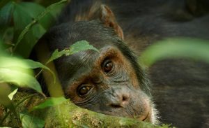 Wälder Afrikas mit Schimpanse