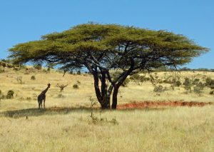 savanne mit Giraffe