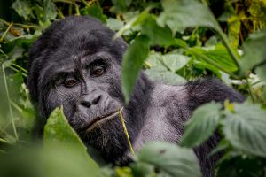 Gorilla in den Wäldern Afrikas