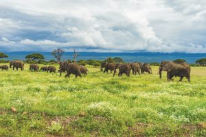 Elefanten in den Wäldern Afrikas