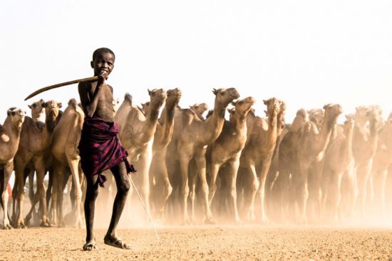 Ein Junge steht mit Stock in der Hand vor einer Herde von Kamelen