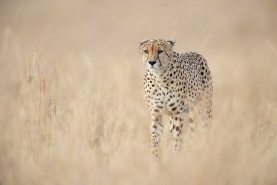 Ein Gepard streift durchs hohe, trockene Gras