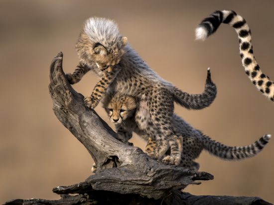 Zwei junge Geparden auf einem Baumstumpf