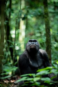 Ein Gorilla sitzt im Regenwald und blickt nach oben