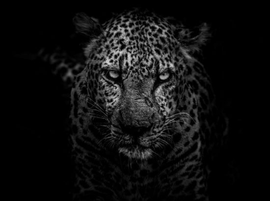 Nahaufnahme des Leoparden Cyrus im Krüger Nationalpark