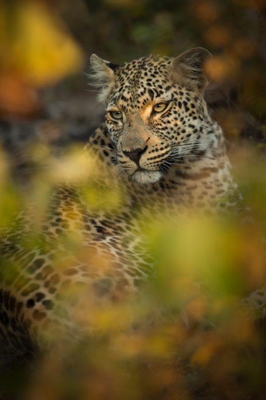 Ein Leopard versteckt sich im Busch